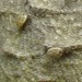 Archaeocroton sphenodonti - Photo (c) Mark Anderson, algunos derechos reservados (CC BY-SA), subido por Mark Anderson