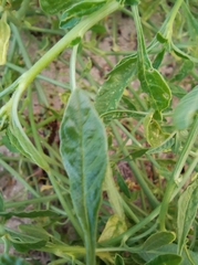 Amaranthus arenicola