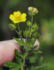 Potentilla inclinata