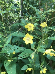Lysimachia ciliata
