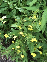 Lysimachia ciliata