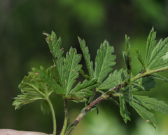 Potentilla inclinata
