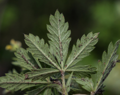 Potentilla inclinata