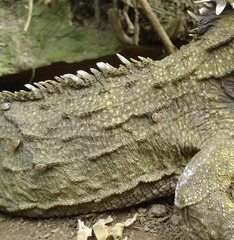 Archaeocroton sphenodonti