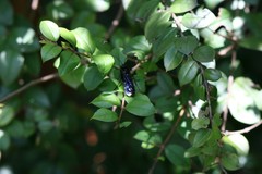 Elaphroptera