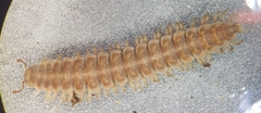 Pseudopolydesmus erasus