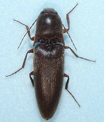 Diplostethus carolinensis