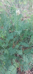 Astragalus inopinatus