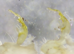 Pseudopolydesmus erasus