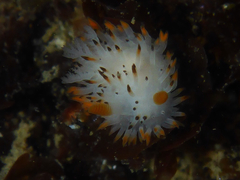 Crimora coneja