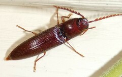 Dicrepidius palmatus