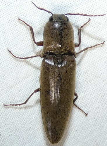 Orthostethus infuscatus