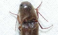 Diplostethus carolinensis