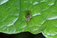 Tanypezidae