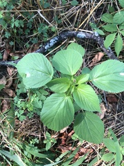 John Kees, CC0, iNaturalist via GBIF Acalypha persimilis, photograph John Kees, CC0, iNaturalist via GBIF
