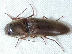 Diplostethus carolinensis