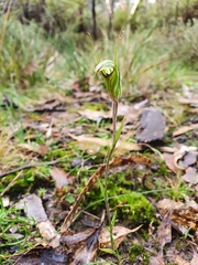 Pterostylis × toveyana