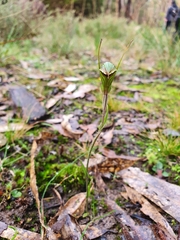 Pterostylis × toveyana