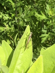 Conocephalus maculatus