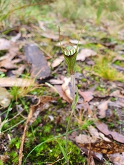 Pterostylis × toveyana