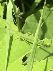 Atractomorpha sinensis sinensis