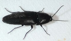 Parallelostethus attenuatus