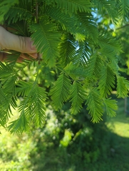 Metasequoia