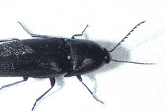 Parallelostethus attenuatus