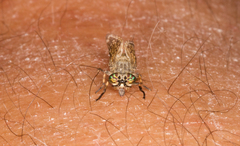 Haematopota pluvialis