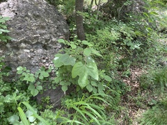 Ampelopsis humulifolia
