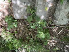 Ampelopsis humulifolia