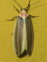 Rhabdatomis