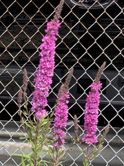 Lythrum salicaria