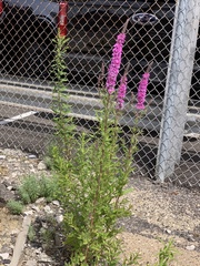 Lythrum salicaria
