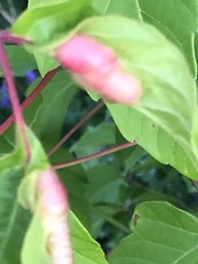 Contarinia negundinis