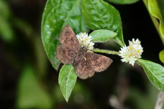 Staphylus ascalon