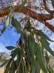 Eucalyptus goniocalyx goniocalyx