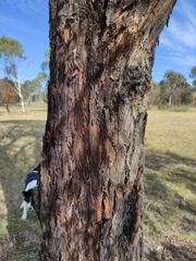 Eucalyptus goniocalyx goniocalyx