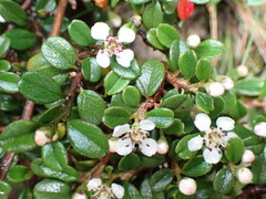 Cotoneaster morrisonensis
