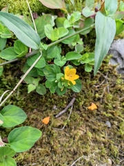 Lysimachia congestiflora