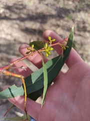 Eucalyptus goniocalyx goniocalyx