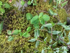 Lysimachia congestiflora