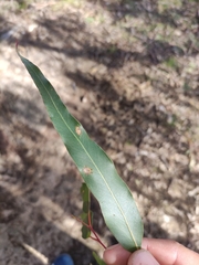 Eucalyptus goniocalyx goniocalyx
