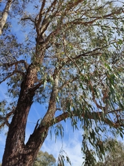 Eucalyptus goniocalyx goniocalyx