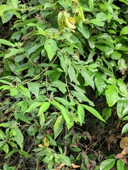 Grewia biloba