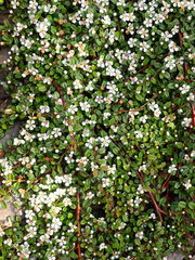Cotoneaster morrisonensis