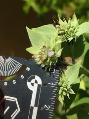 Pycnanthemum setosum