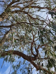 Eucalyptus goniocalyx goniocalyx