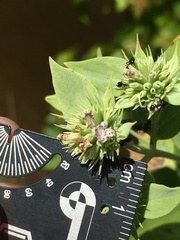 Pycnanthemum setosum