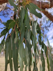 Eucalyptus goniocalyx goniocalyx